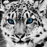 Sting